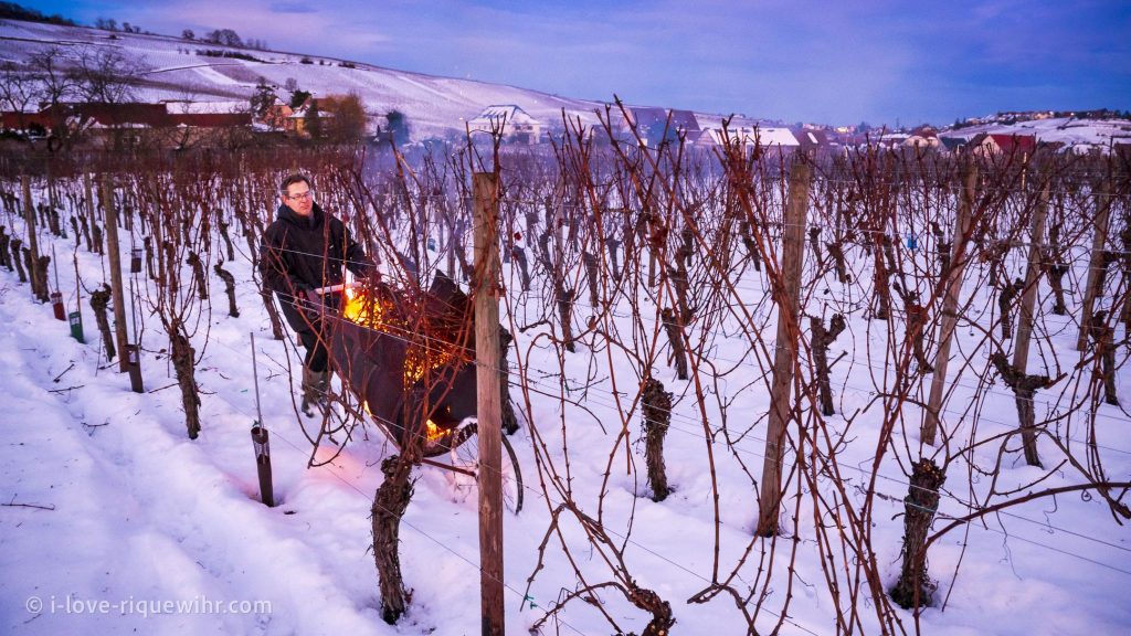 The winemaker is taking care of his vineyard in Riquewihr in the middle of the snow