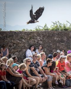 La volerie des aigles en Alsace plaira à tous les grands et les petits