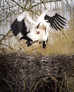 Der Frühling, Jahreszeit der neu-gebohrenen Vögeln, ist eine besonders interessante Jahreszeit, um den Storch-Park zu besuchen.